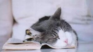 【健康】每天睡眠超8小时是错的？是不是谣言，终于清楚了