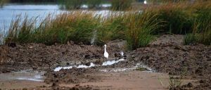 7部门十余次执法，竟然制止不了这个保护区的非法围垦