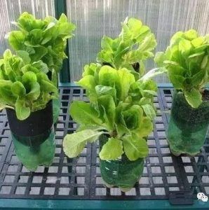 太神奇！她用一个塑料瓶种出的蔬菜，一年都吃不完！