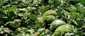 ​【解局】西瓜与井盖