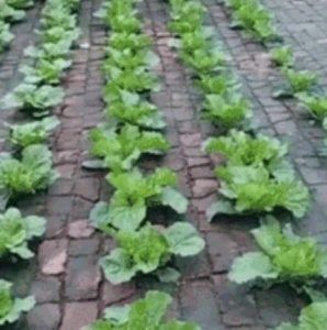 【荐读】这也能种菜？！