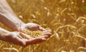 粮食安全是“国之大者”